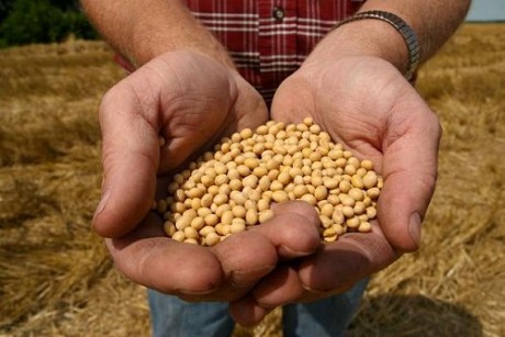 monsanto_roundup_ready_soy_bean_seeds