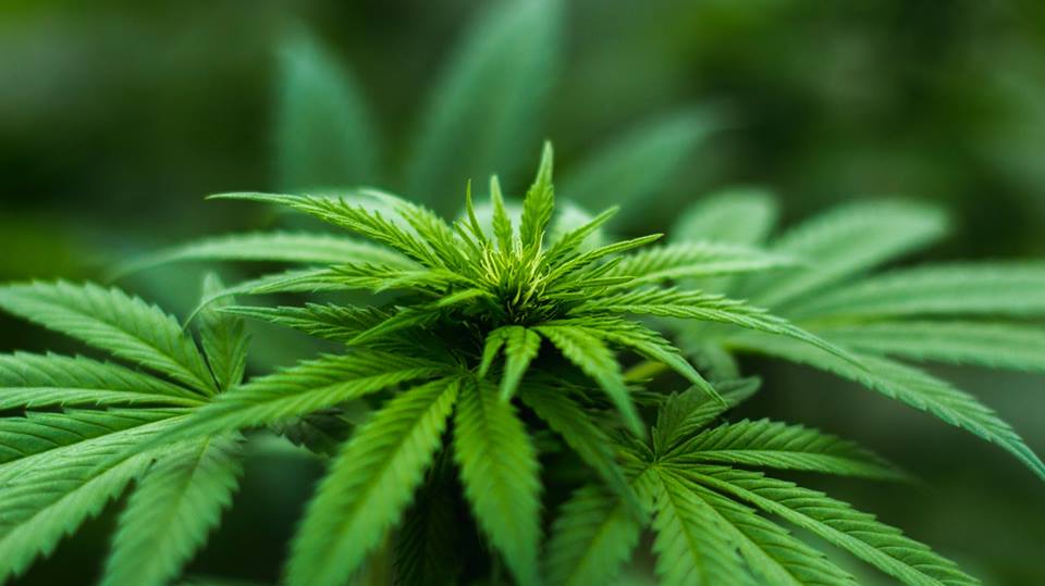 Κάνναβη: Όλα τριγύρω αλλάζουνε και όλα τα ίδια μένουν (κάλεσμα σε αντιαπαγορευτικές δράσεις)